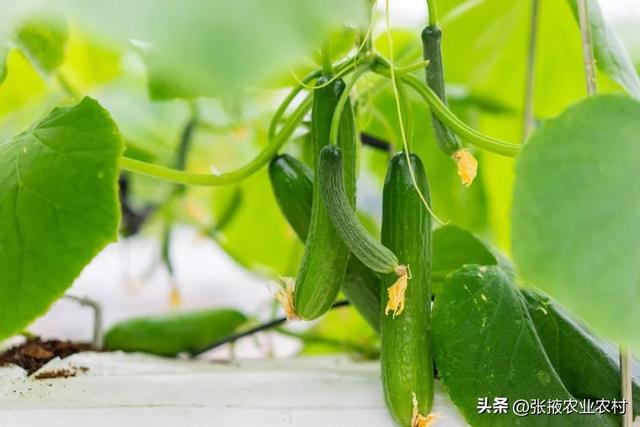20个高效农药配方大公开,杀虫灭菌效果倍增